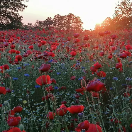 Haus Auf Der Hoehe - Neuhof Lejlighed Heringsdorf (Usedom)